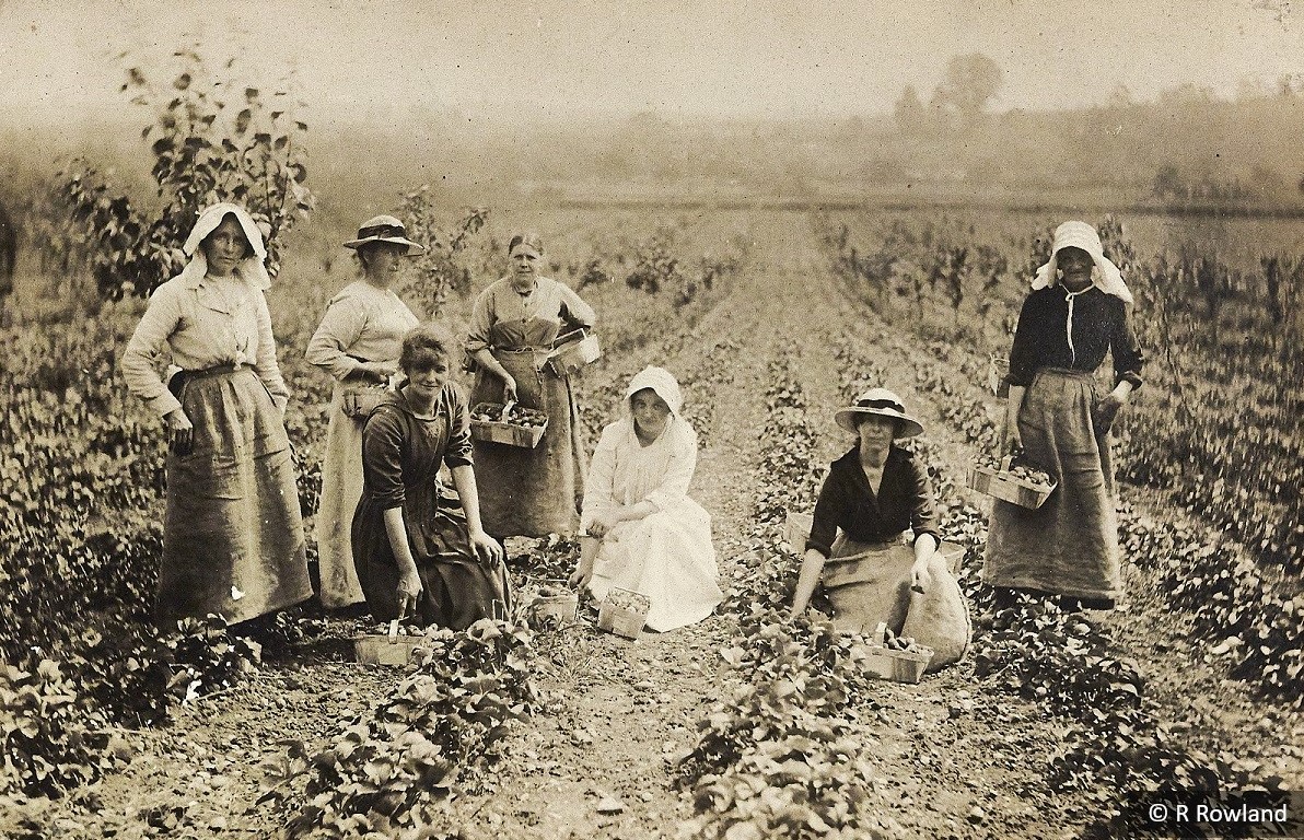 Seven women amongst rows of strawberries